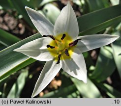 Tulipa turkestanica (tulipan turkiestański)