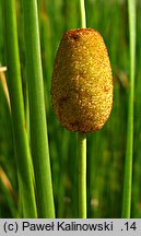 Typha minima (pałka drobna)