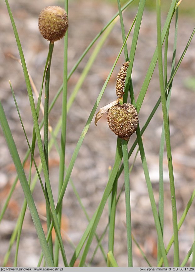 Typha minima (pałka drobna)