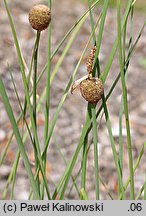 Typha minima (pałka drobna)