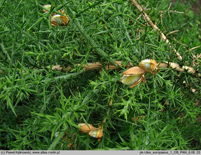 Ulex europaeus (kolcolist zachodni)