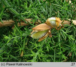 Ulex europaeus (kolcolist zachodni)