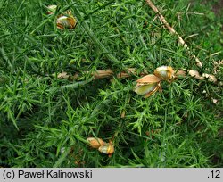 Ulex europaeus (kolcolist zachodni)