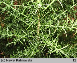 Ulex europaeus (kolcolist zachodni)