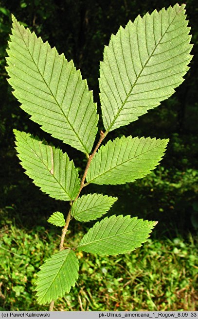 Ulmus americana (wiąz amerykański)