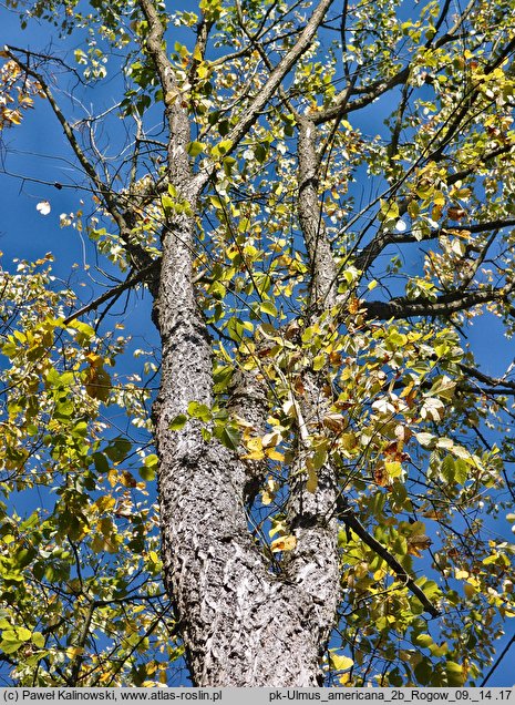 Ulmus americana (wiąz amerykański)