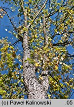 Ulmus americana (wiąz amerykański)