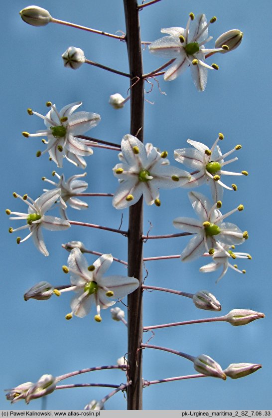 Drimia maritima (urginia morska)