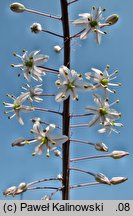 Drimia maritima (urginia morska)