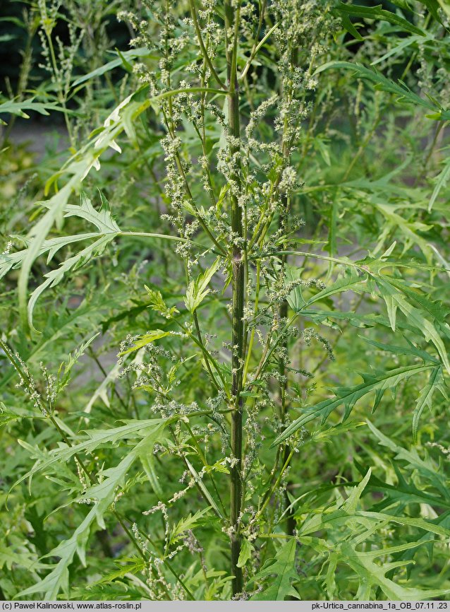 Urtica cannabina (pokrzywa konopiolistna)