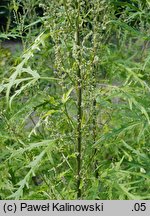 Urtica cannabina (pokrzywa konopiolistna)