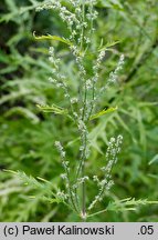 Urtica cannabina (pokrzywa konopiolistna)