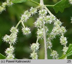 Urtica cannabina (pokrzywa konopiolistna)