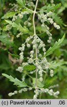 Urtica cannabina (pokrzywa konopiolistna)