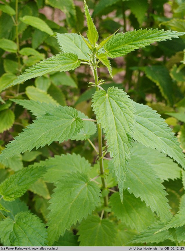 Urtica kioviensis