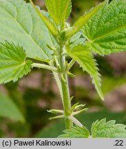 Urtica kioviensis