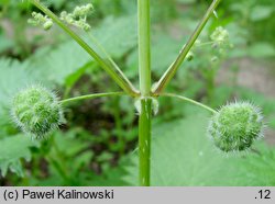 Urtica pilulifera (pokrzywa kuleczkowata)