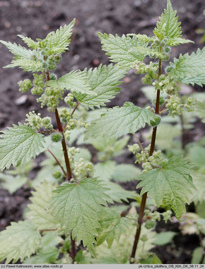 Urtica pilulifera (pokrzywa kuleczkowata)