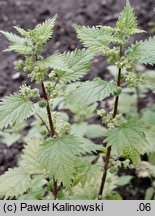 Urtica pilulifera (pokrzywa kuleczkowata)