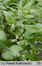 Urtica pilulifera (pokrzywa kuleczkowata)