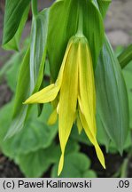 Uvularia grandiflora (jagodowiec wielkokwiatowy)