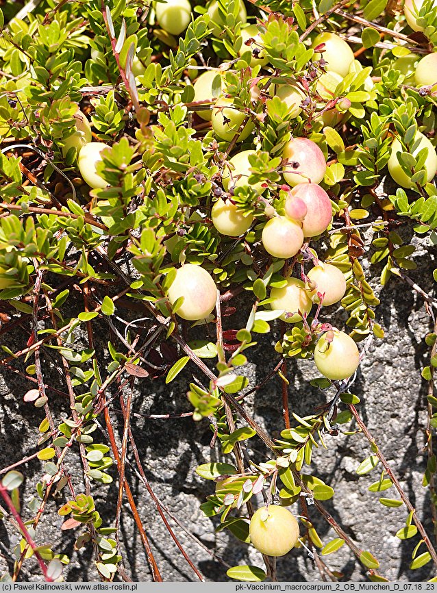 Oxycoccus macrocarpos (żurawina wielkoowocowa)