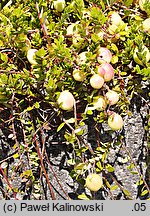 Oxycoccus macrocarpus (żurawina wielkoowocowa)