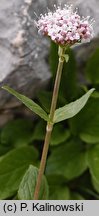 Valeriana montana (kozłek górski)