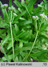 Valerianella coronata (roszpunka koroniasta)