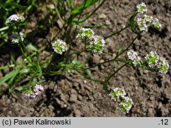 Valerianella coronata (roszpunka koroniasta)