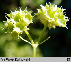 Valerianella coronata (roszpunka koroniasta)