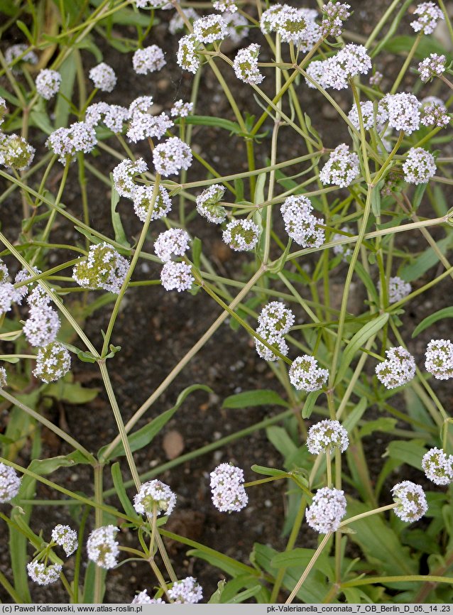 Valerianella coronata (roszpunka koroniasta)
