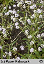 Valerianella coronata (roszpunka koroniasta)