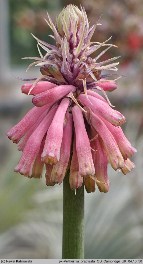 Veltheimia bracteata