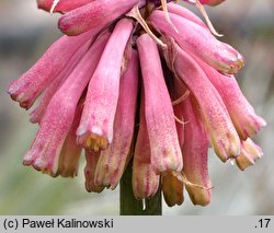 Veltheimia bracteata