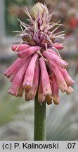 Veltheimia bracteata