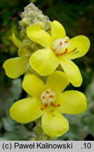 Verbascum speciosum (dziewanna okazała)