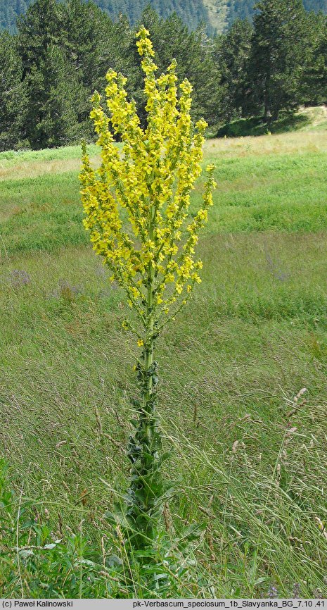 Verbascum speciosum (dziewanna okazała)