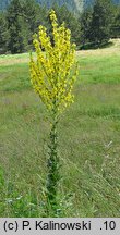 Verbascum speciosum (dziewanna okazała)