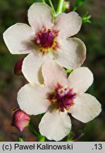 Verbascum ×ustulatum