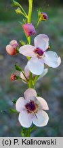 Verbascum ×ustulatum