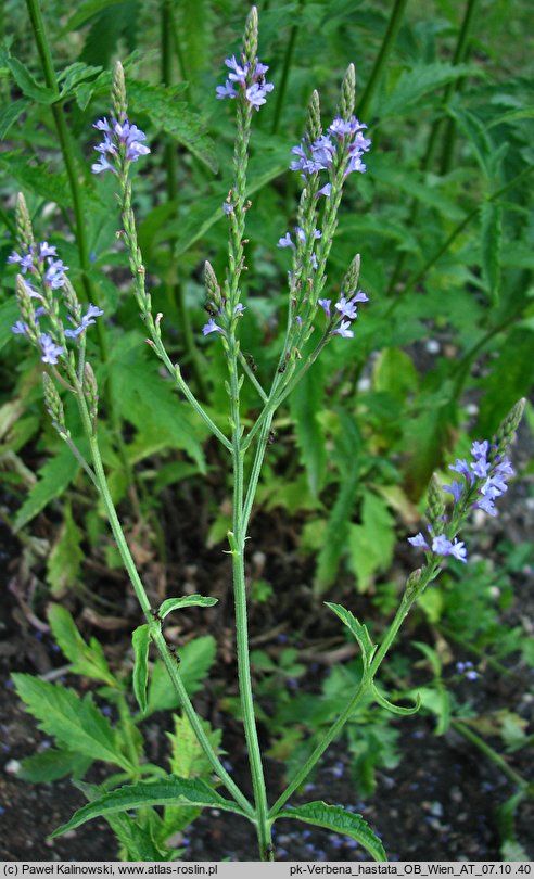 Verbena hastata (werbena oszczepowata)