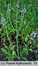 Verbena hastata (werbena oszczepowata)