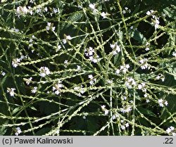 Verbena urticifolia