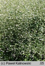 Verbena urticifolia