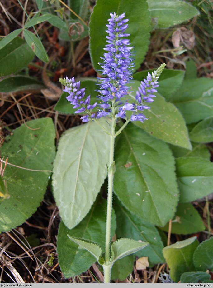 Veronica barrelieri