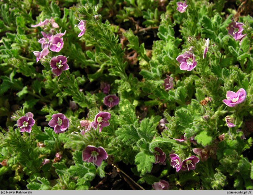 Veronica ciliata ssp. cephaloides