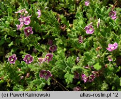 Veronica ciliata ssp. cephaloides