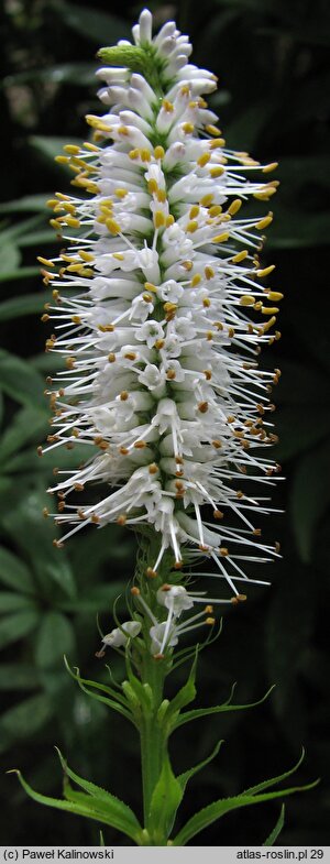 Veronicastrum sibiricum (przetacznikowiec syberyjski)