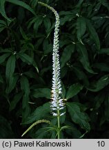 Veronicastrum sibiricum (przetacznikowiec syberyjski)